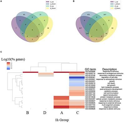 Direct and Indirect Transcriptional Effects of Abiotic Stress in Zea mays Plants Defective in RNA-Directed DNA Methylation